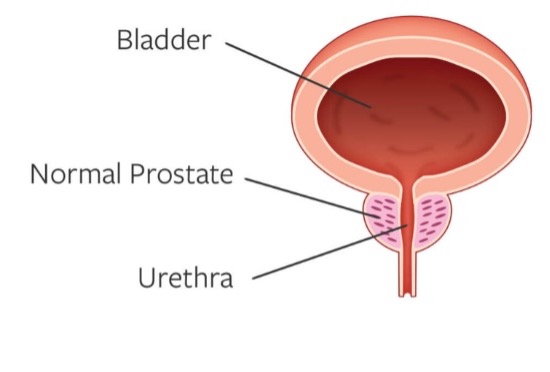 ProstateNormal